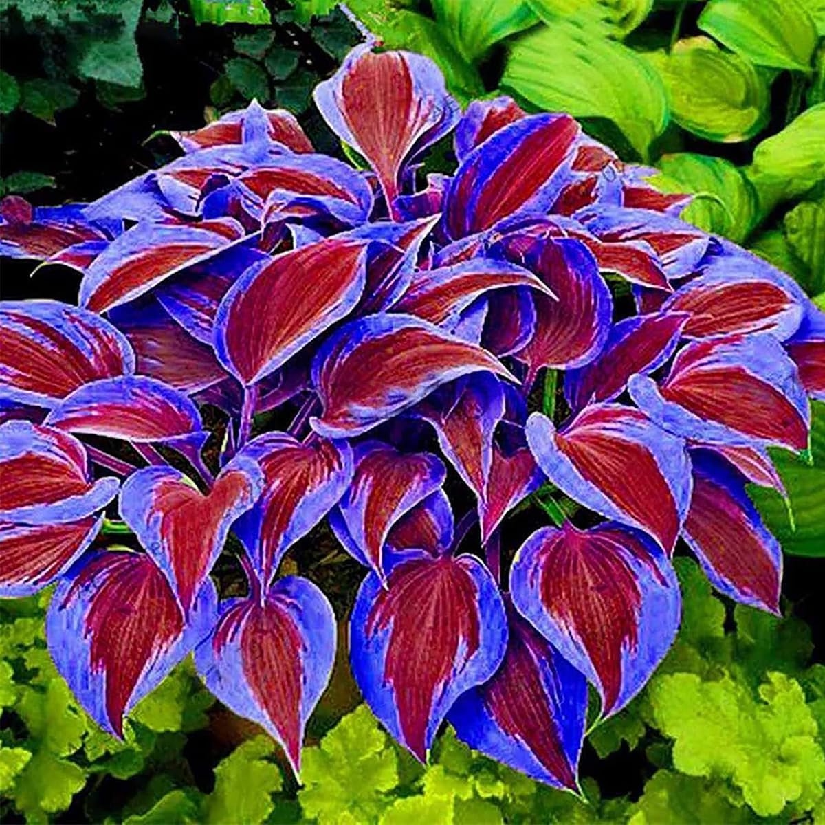 BuggyBeds shade-loving hosta leaves showcasing lush foliage ideal for ground covers and borders.