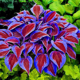 BuggyBeds shade-loving hosta leaves showcasing lush foliage ideal for ground covers and borders.