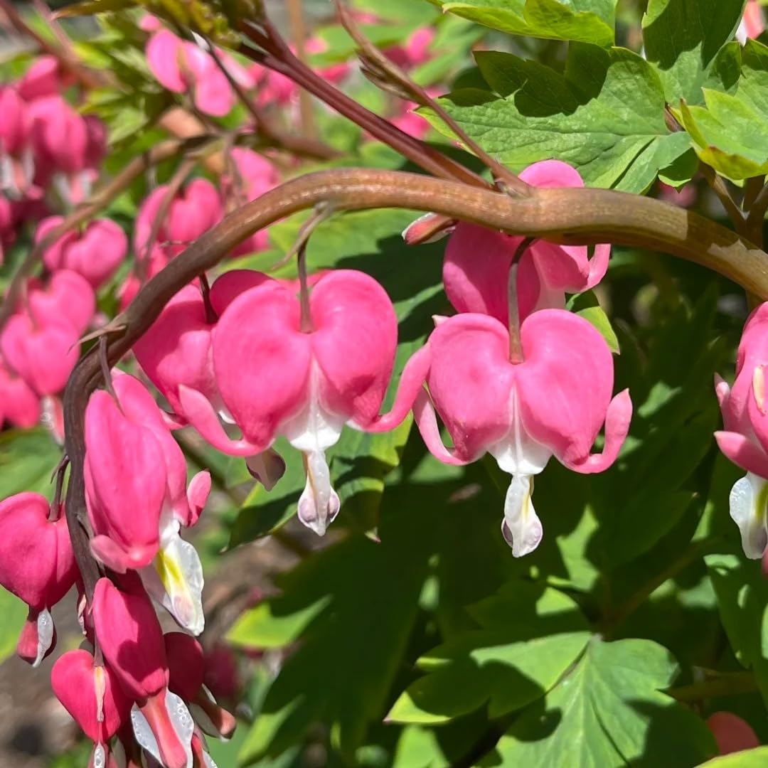 BuggyBeds shade-loving perennial plants thriving in low-light spots