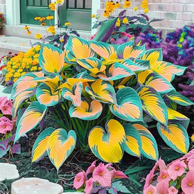 BuggyBeds hardy perennial hosta boosts year-after-year beauty with low-maintenance care in shaded landscapes.