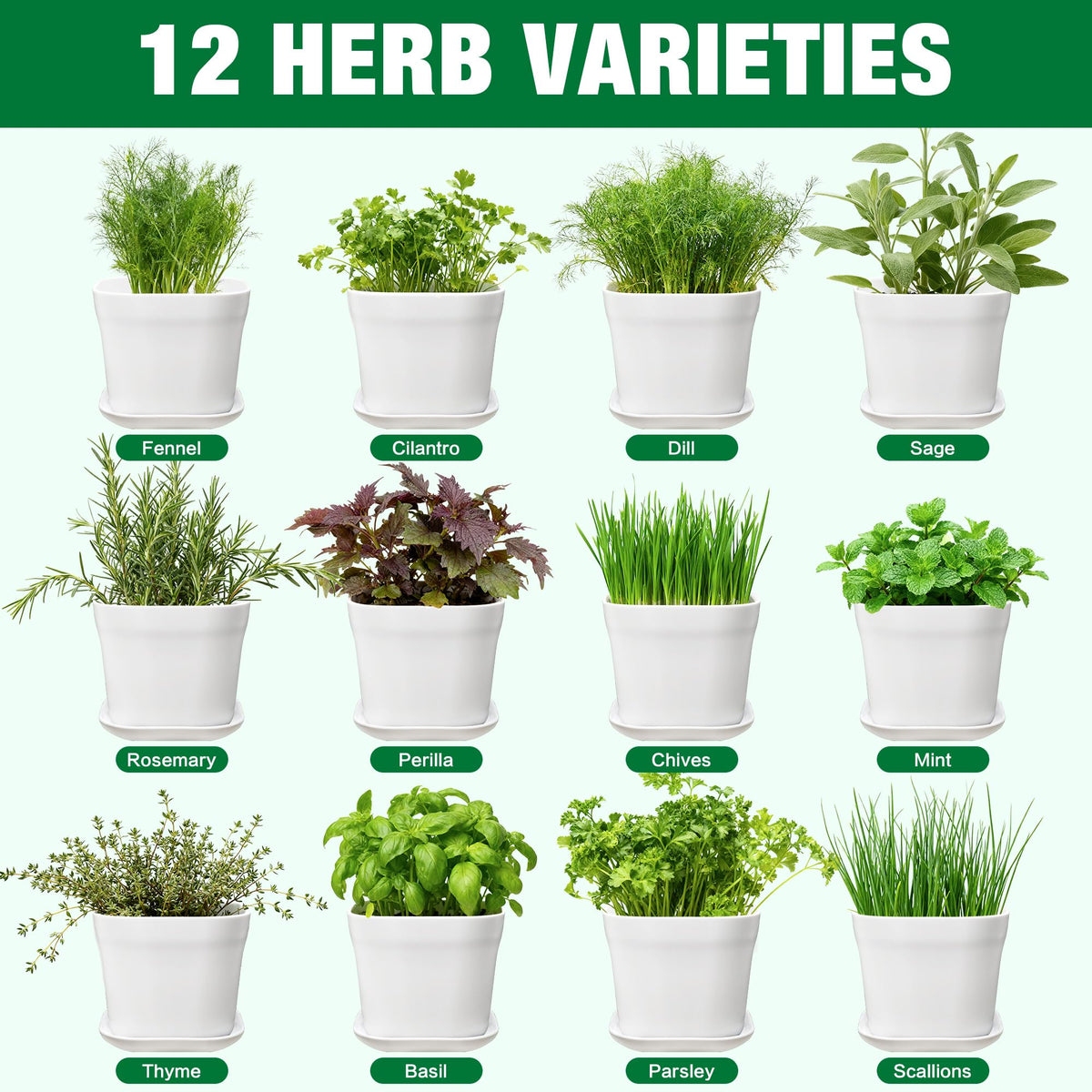 BuggyBeds soil discs and tools ready for nurturing vibrant herbs indoors.