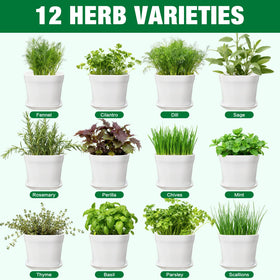 BuggyBeds soil discs and tools ready for nurturing vibrant herbs indoors.