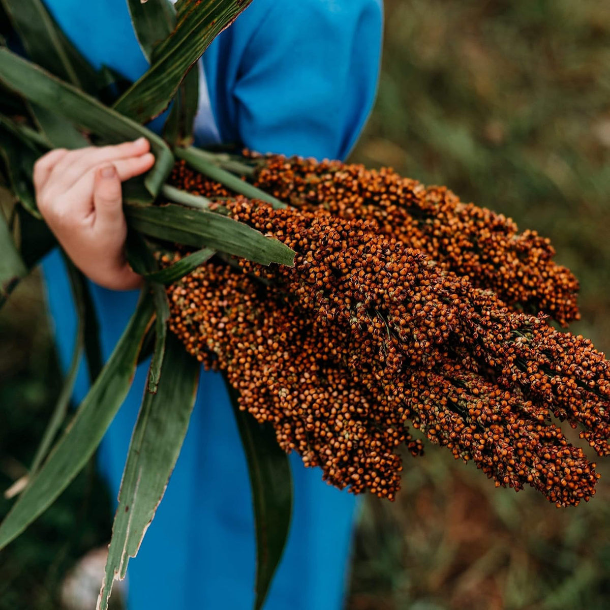 BuggyBeds sorghum seeds in garden-ready packaging for easy outdoor planting.