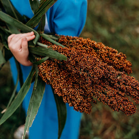 BuggyBeds sorghum seeds in garden-ready packaging for easy outdoor planting.