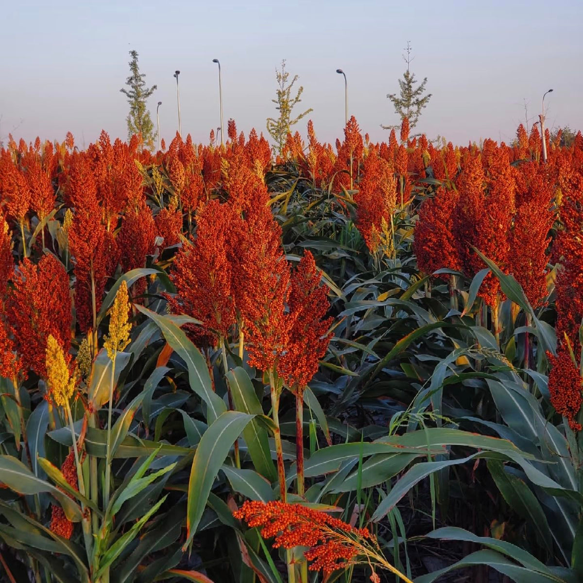 BuggyBeds sweet sorghum seeds in bowl highlight premium non-GMO quality.