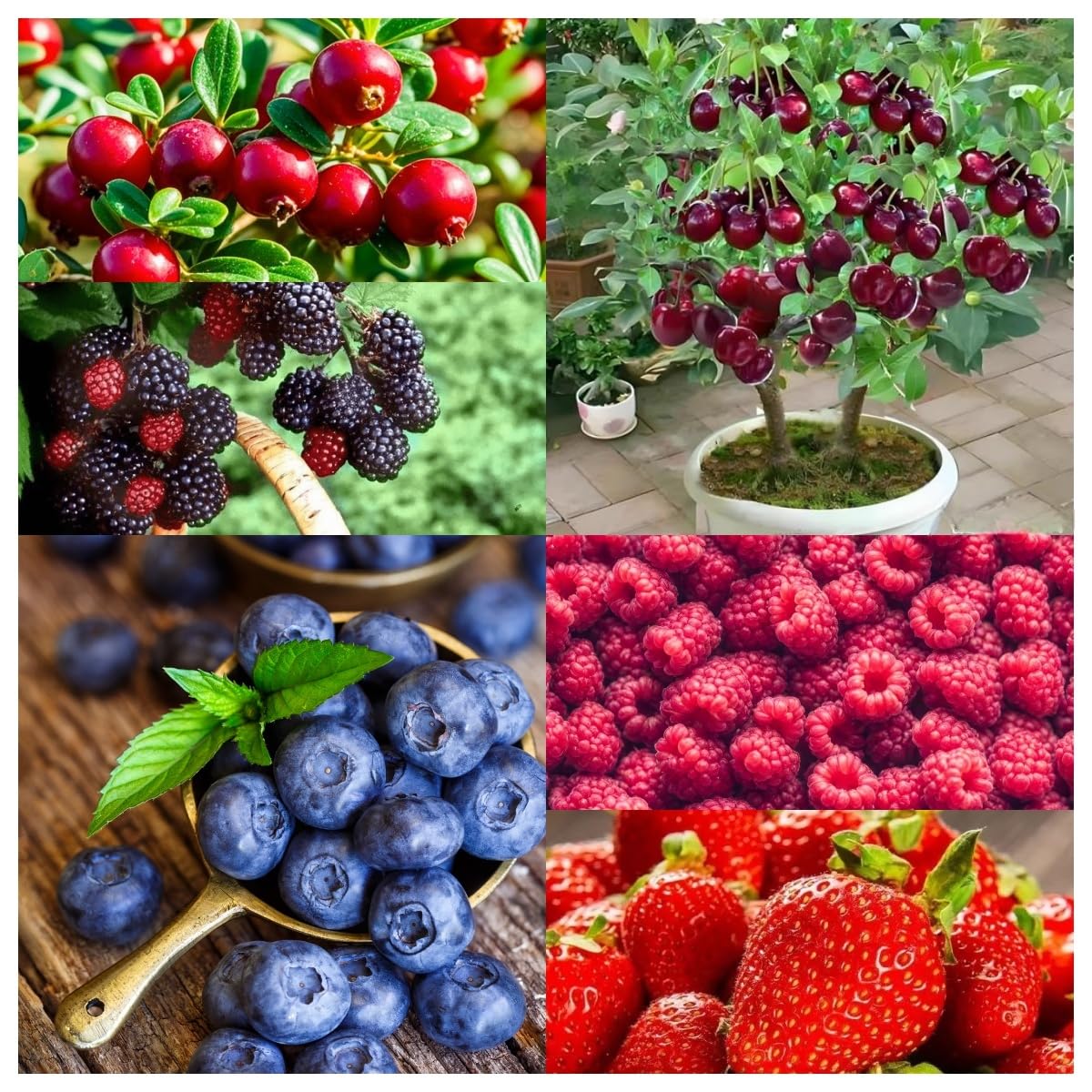 BuggyBeds strawberry seeds for high-yield plants with sweet fruit and easy beginner-friendly growth.