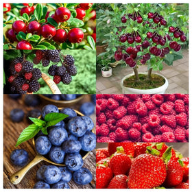 BuggyBeds strawberry seeds for high-yield plants with sweet fruit and easy beginner-friendly growth.