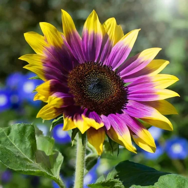 BuggyBeds sunflowers growing in containers for bright patio displays and fences.