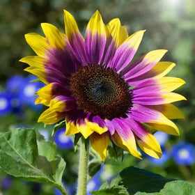BuggyBeds sunflowers growing in containers for bright patio displays and fences.
