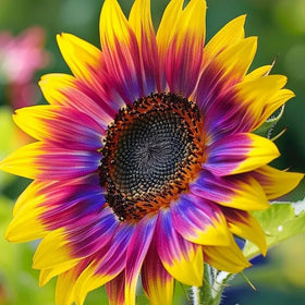 BuggyBeds non-GMO heirloom sunflowers with jet-black centers, enhancing biodiversity in outdoor beds.