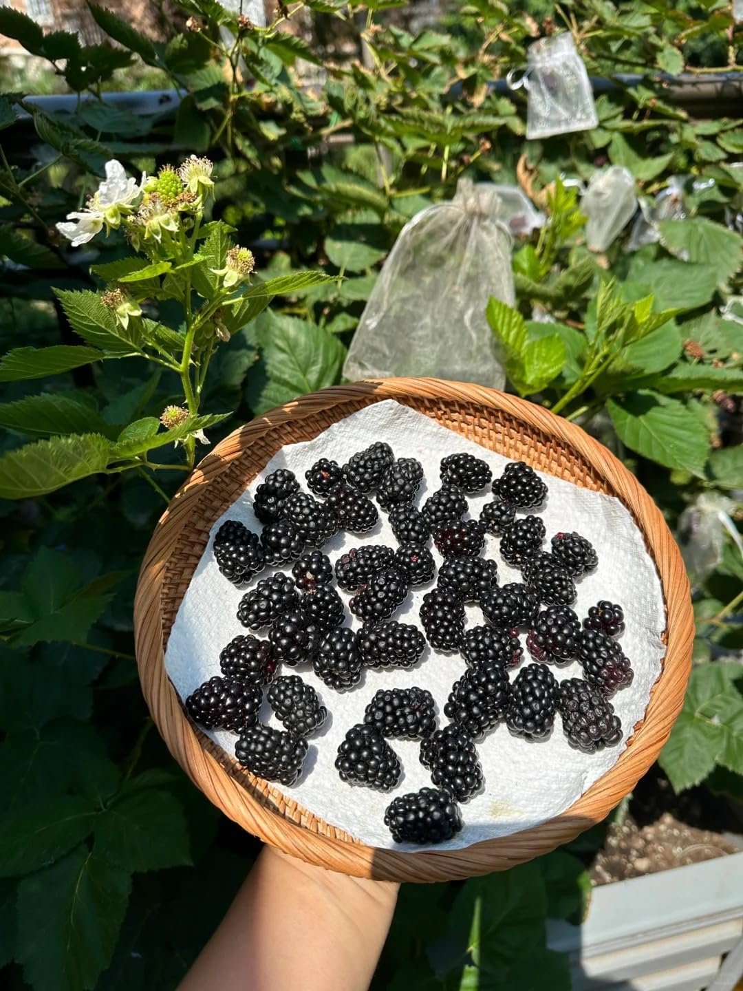 BuggyBeds thornless blackberry growing in garden demonstrates painless picking.