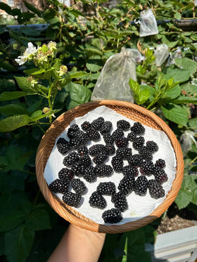 BuggyBeds thornless blackberry growing in garden demonstrates painless picking.