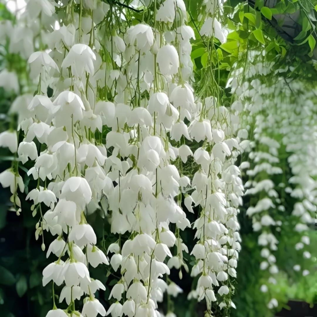 BuggyBeds jasmine on trellis illustrating versatile landscaping use