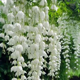 BuggyBeds jasmine on trellis illustrating versatile landscaping use