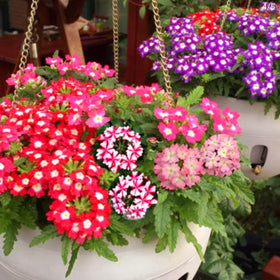 BuggyBeds Verbena seeds 1500-pack for eye-catching balcony displays.
