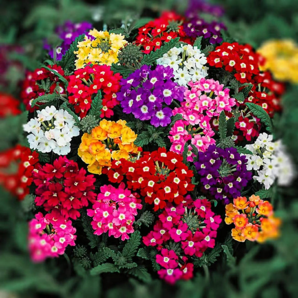 BuggyBeds Verbena seeds: vibrant mixed blooms for beds and borders.