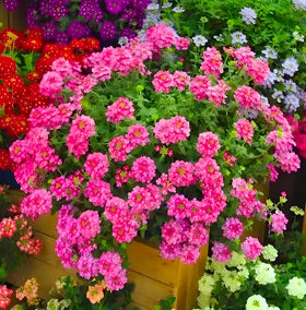 BuggyBeds Verbena seeds vibrant blooms brighten small patio spaces.