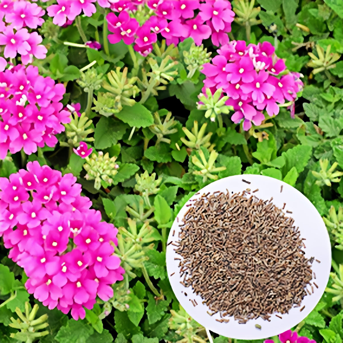 BuggyBeds Verbena seeds compact growth ideal for hanging baskets.