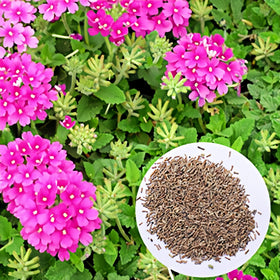 BuggyBeds Verbena seeds compact growth ideal for hanging baskets.