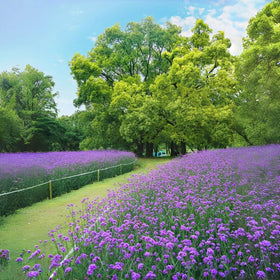 BuggyBeds Verbena seeds: attracts pollinators in gardens.