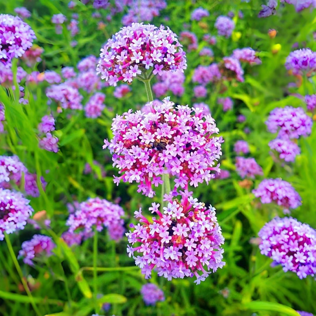 BuggyBeds Verbena seeds: drought-tolerant plants for low-water landscapes.