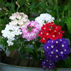 BuggyBeds Verbena seeds: easy-to-grow color for containers and borders.