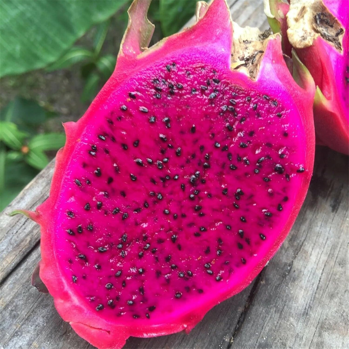 BuggyBeds vibrant dragon fruit blooms promising exotic harvests at home.