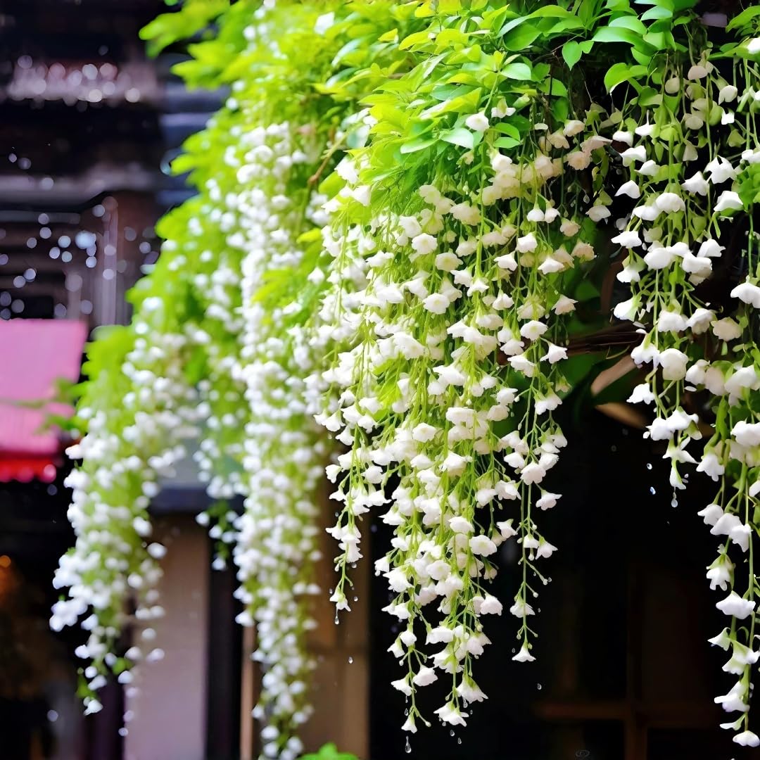 BuggyBeds weeping jasmine blooms cascade on a trellis for a lush patio display
