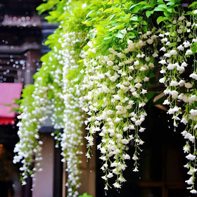 BuggyBeds weeping jasmine blooms cascade on a trellis for a lush patio display