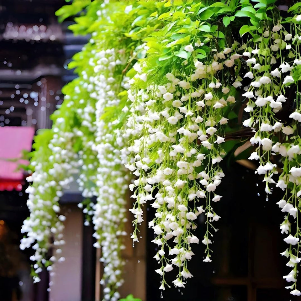 BuggyBeds weeping jasmine blooms cascade on a trellis for a lush patio display