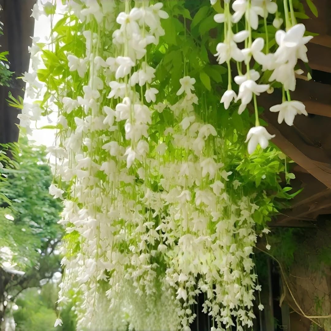 BuggyBeds weeping jasmine climbing-trailing growth drapes pergolas with elegant white cascades