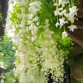 BuggyBeds weeping jasmine climbing-trailing growth drapes pergolas with elegant white cascades