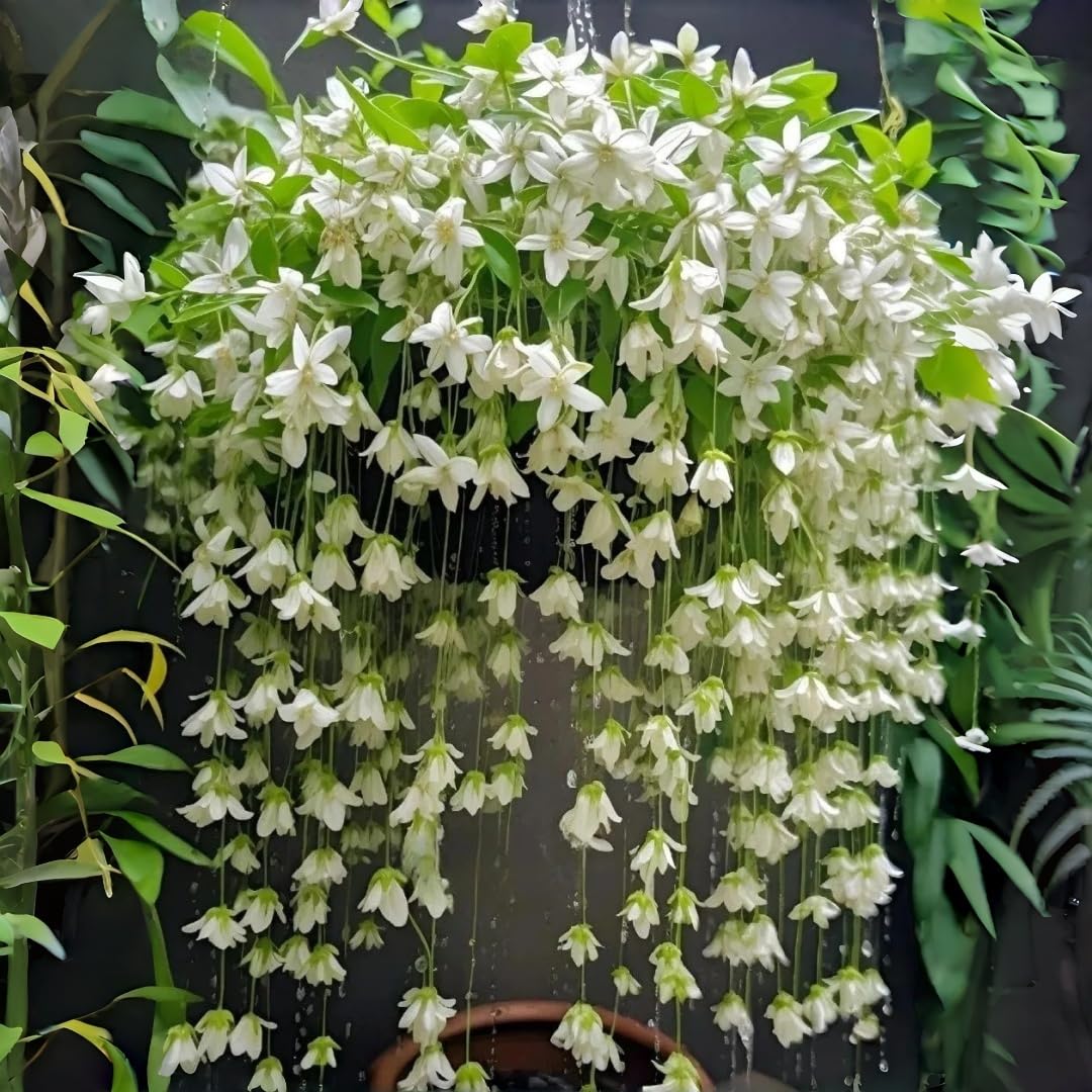 BuggyBeds weeping jasmine seeds 300pc enable vibrant garden coverage and vertical growth