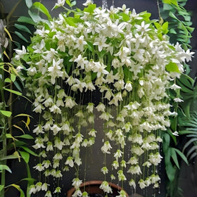 BuggyBeds weeping jasmine seeds 300pc enable vibrant garden coverage and vertical growth