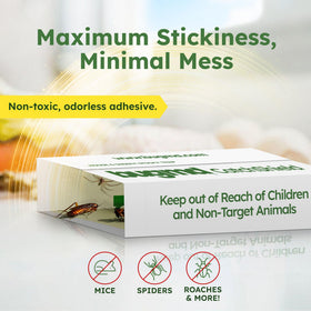 BugMD CatchShield sticky trap designed for insects like roaches and spiders