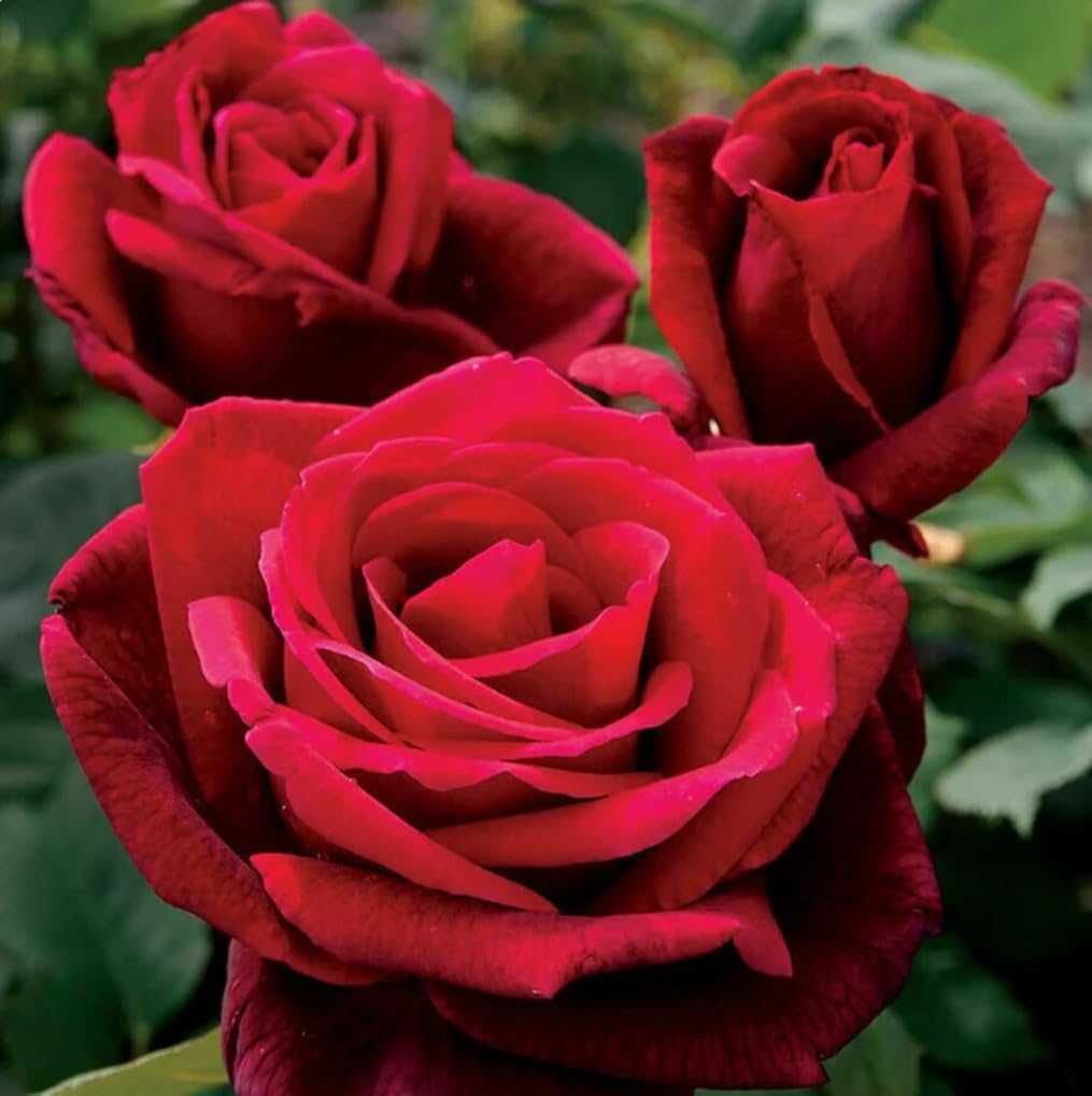 Bulborium double red rose seeds for a vibrant home garden bloom.