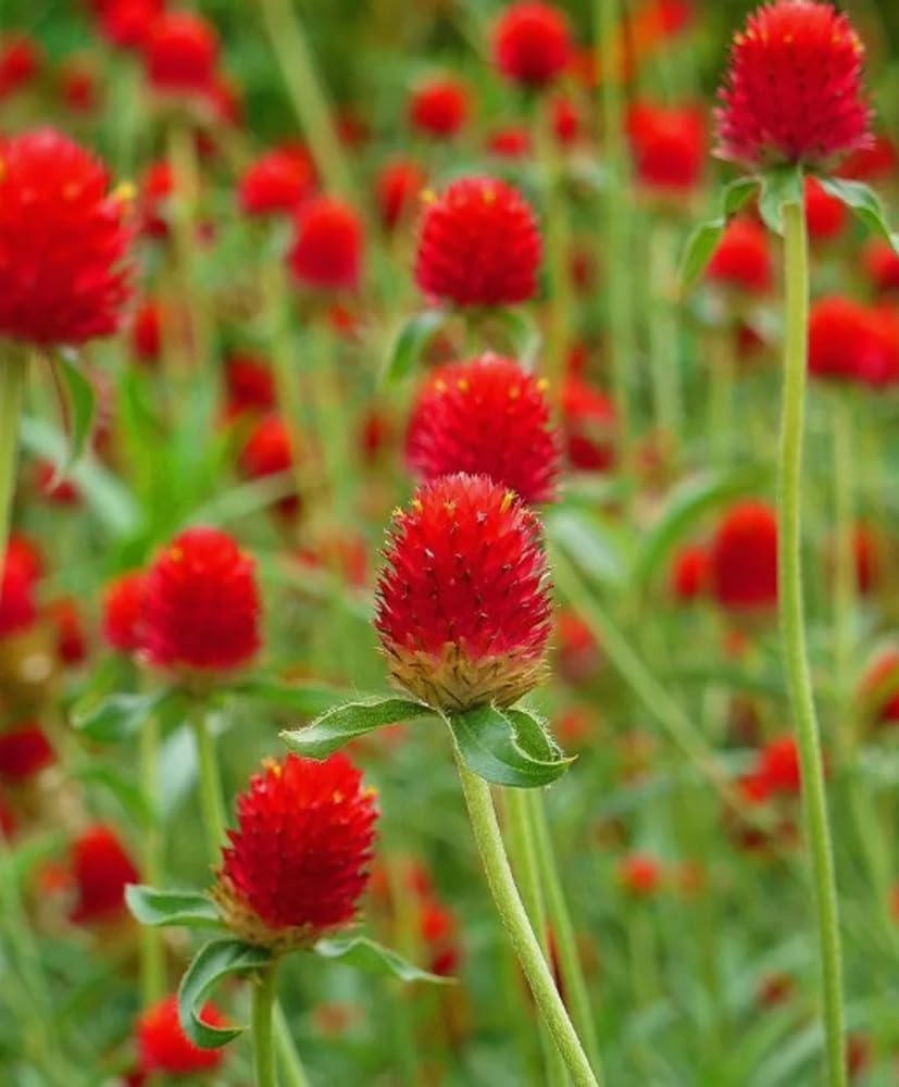 Bulborium gomphrena globosa seeds in pack ready for sowing.