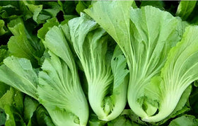 Bulborium 500 leaves and stalks maturing quickly for versatile harvests.
