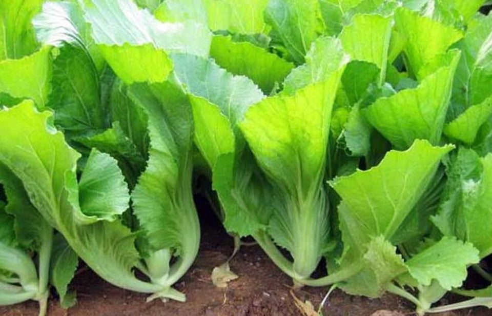 Bulborium 500 Asian Mustard Seeds seed packet with quick harvest potential.