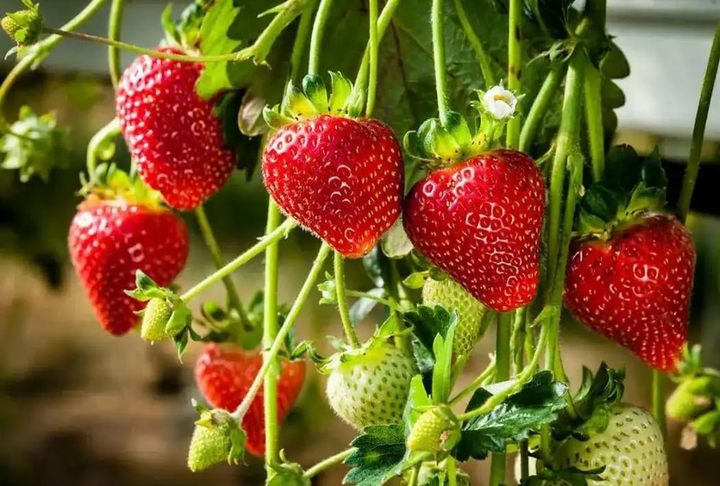 Bulborium Alpine Strawberry blooms add seasonal color to borders and containers.