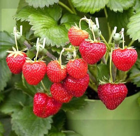 Bulborium Alpine Strawberry seeds germination setup with warm indirect light encourages early growth.