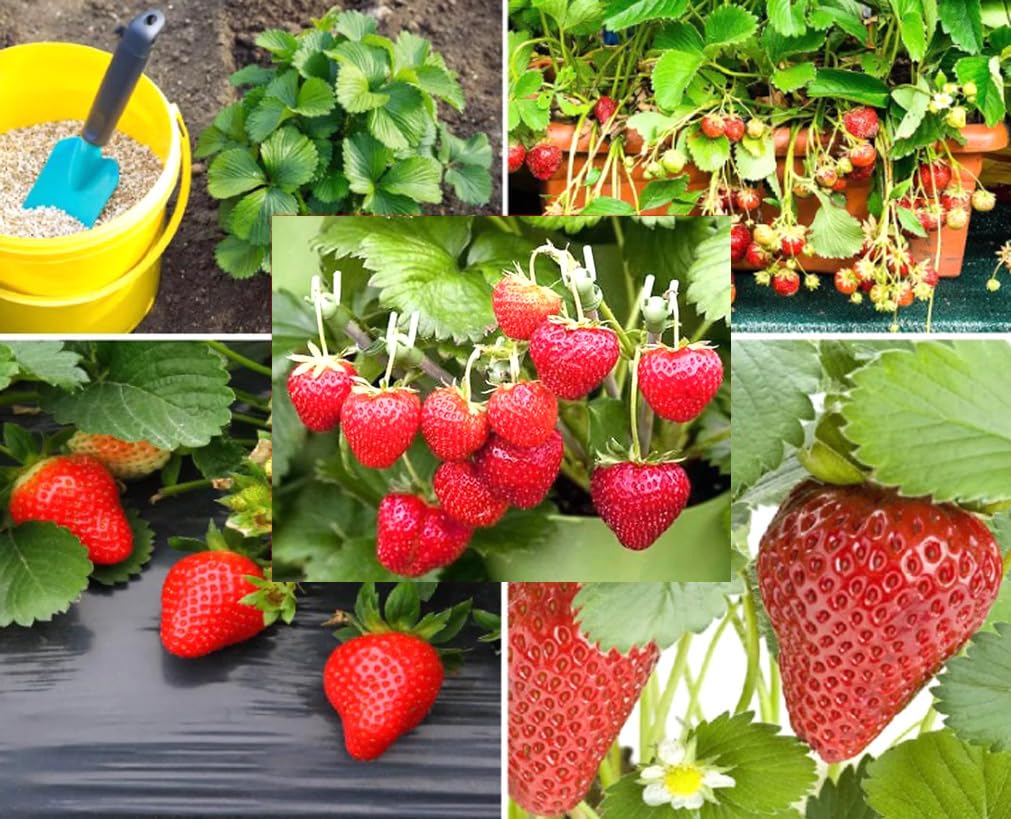 Bulborium Alpine Strawberry seeds packaging showcases a hardy heirloom for garden beds.