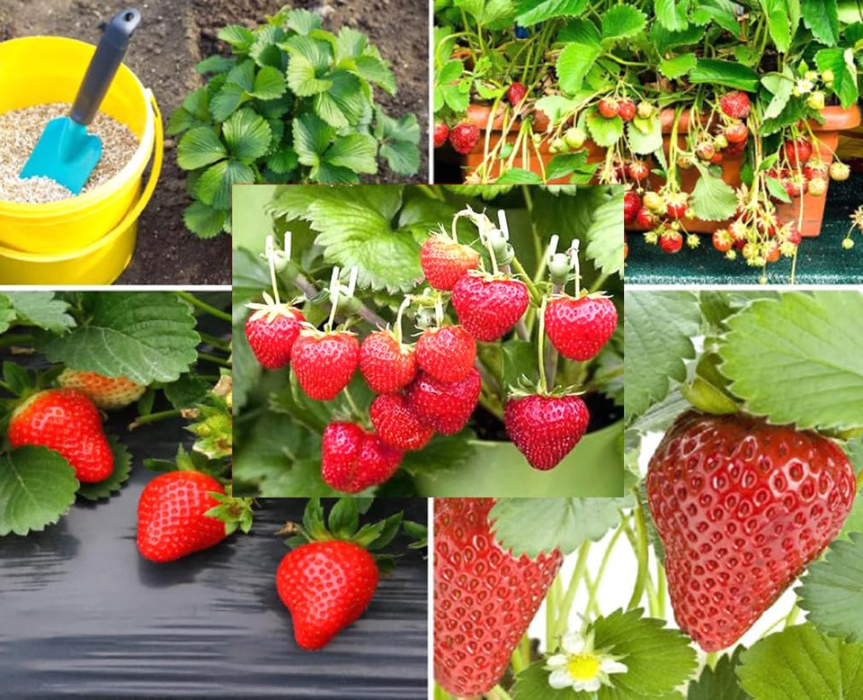 Bulborium Alpine Strawberry seeds packaging showcases a hardy heirloom for garden beds.