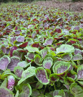 BULBORIUM Amaranthus Tricolor seeds ideal for containers and small-space gardens