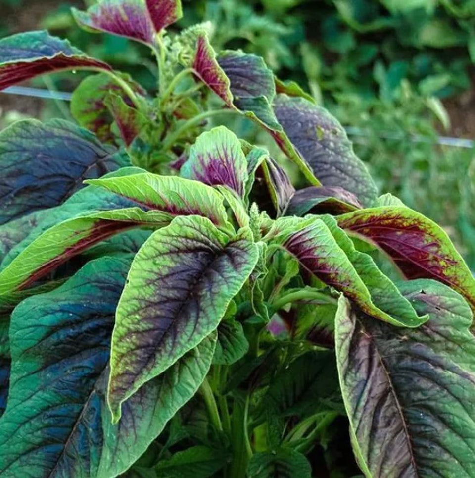 BULBORIUM Amaranthus Tricolor seeds with red and green foliage for home garden