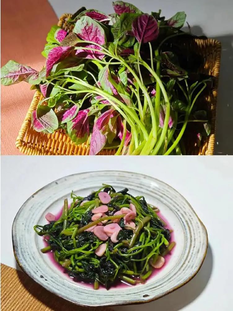 BULBORIUM Amaranthus Tricolor seeds for warm-season garden and quick greens