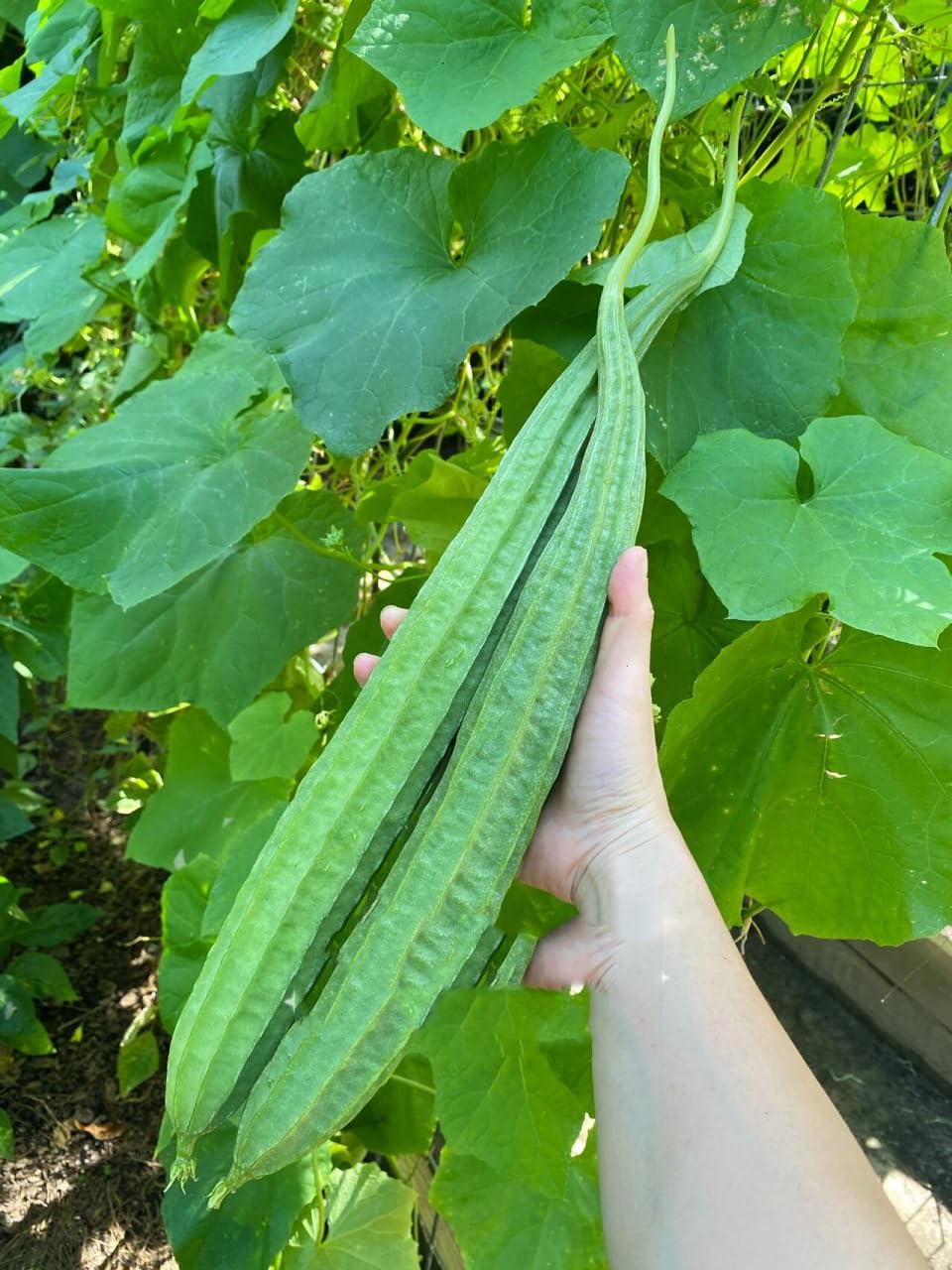 Bulborium angled luffa gourd fruit harvest ready for fresh use and loofah production.