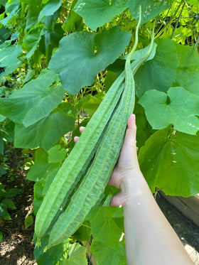 Bulborium angled luffa gourd fruit harvest ready for fresh use and loofah production.