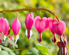 Bulborium bleeding heart seeds ideal for containers and patios.