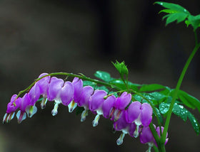 Bulborium bleeding heart seeds easy to grow for beginners.